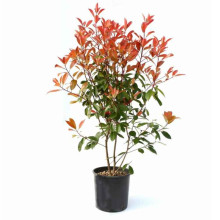 Фотінія фразера Ред Робін | Фотиния фразера Ред Робин | Photinia  fraseri Red Robin