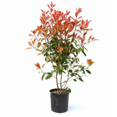 Фотінія фразера Ред Робін | Фотиния фразера Ред Робин | Photinia  fraseri Red Robin