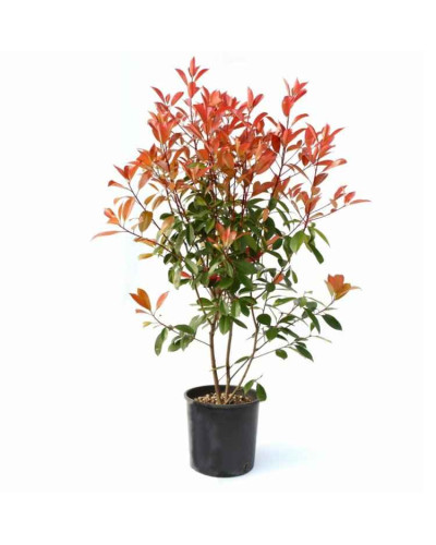Фотінія фразера Ред Робін | Фотиния фразера Ред Робин | Photinia fraseri Red Robin