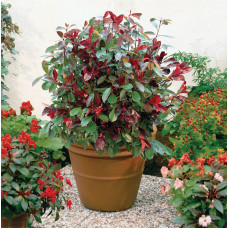 Фотінія фразера Ред Робін | Фотиния фразера Ред Робин | Photinia  fraseri Red Robin