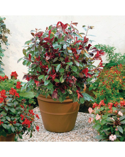 Фотінія фразера Ред Робін | Фотиния фразера Ред Робин | Photinia fraseri Red Robin