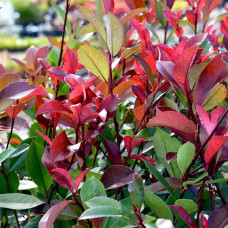 Фотінія фразера Ред Робін | Фотиния фразера Ред Робин | Photinia  fraseri Red Robin