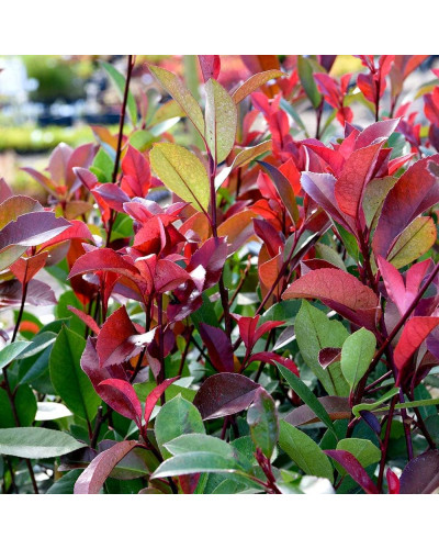 Фотінія фразера Ред Робін | Фотиния фразера Ред Робин | Photinia fraseri Red Robin