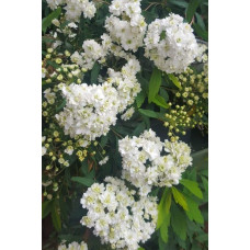 Спірея кантонська Ланцеолата | Spiraea Cantoniensis Lanceolata | Спирея кантонская Ланцеолата