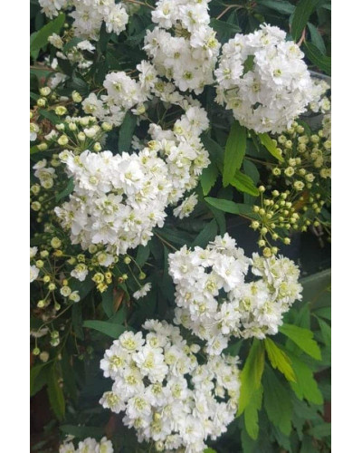 Спірея кантонська Ланцеолата | Spiraea Cantoniensis Lanceolata | Спирея кантонская Ланцеолата