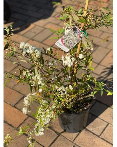 Спірея кантонська Ланцеолата | Spiraea Cantoniensis Lanceolata | Спирея кантонская Ланцеолата