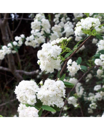 Спірея кантонська Ланцеолата | Spiraea Cantoniensis Lanceolata | Спирея кантонская Ланцеолата