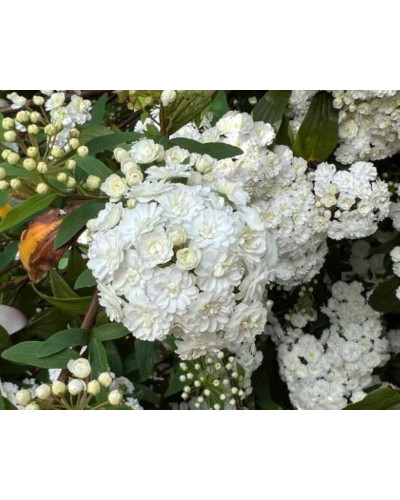 Спірея кантонська Ланцеолата | Spiraea Cantoniensis Lanceolata | Спирея кантонская Ланцеолата