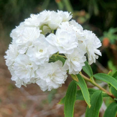 Спірея кантонська Ланцеолата | Spiraea Cantoniensis Lanceolata | Спирея кантонская Ланцеолата