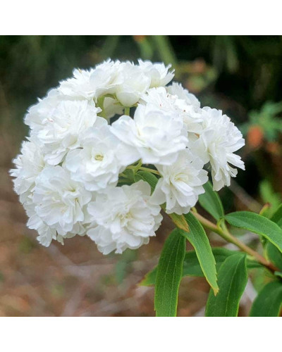Спірея кантонська Ланцеолата | Spiraea Cantoniensis Lanceolata | Спирея кантонская Ланцеолата