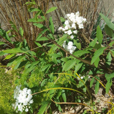 Спірея кантонська Ланцеолата | Spiraea Cantoniensis Lanceolata | Спирея кантонская Ланцеолата