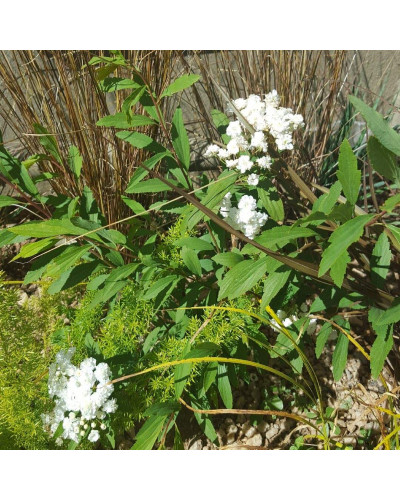 Спірея кантонська Ланцеолата | Spiraea Cantoniensis Lanceolata | Спирея кантонская Ланцеолата