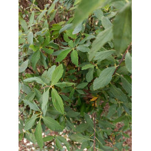 Спірея кантонська Ланцеолата | Spiraea Cantoniensis Lanceolata | Спирея кантонская Ланцеолата