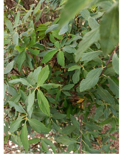 Спірея кантонська Ланцеолата | Spiraea Cantoniensis Lanceolata | Спирея кантонская Ланцеолата