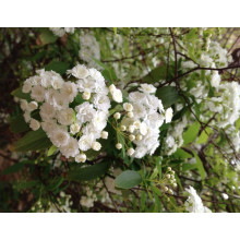 Спірея кантонська Ланцеолата | Spiraea Cantoniensis Lanceolata | Спирея кантонская Ланцеолата