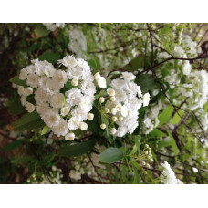 Спірея кантонська Ланцеолата | Spiraea Cantoniensis Lanceolata | Спирея кантонская Ланцеолата