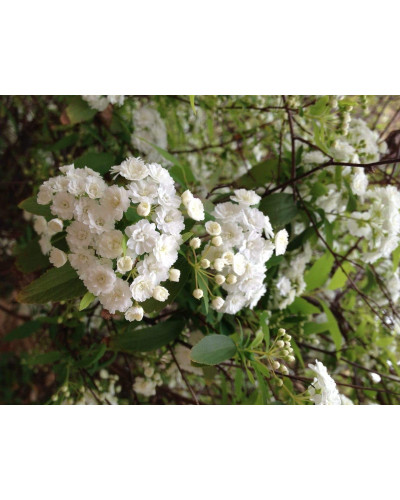 Спірея кантонська Ланцеолата | Spiraea Cantoniensis Lanceolata | Спирея кантонская Ланцеолата