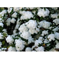 Спірея кантонська Ланцеолата | Spiraea Cantoniensis Lanceolata | Спирея кантонская Ланцеолата