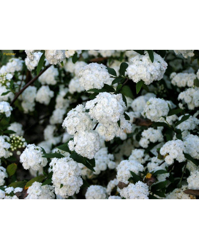 Спірея кантонська Ланцеолата | Spiraea Cantoniensis Lanceolata | Спирея кантонская Ланцеолата