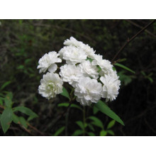 Спірея кантонська Ланцеолата | Spiraea Cantoniensis Lanceolata | Спирея кантонская Ланцеолата