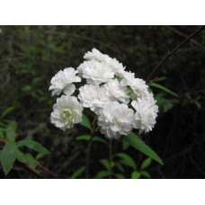 Спірея кантонська Ланцеолата | Spiraea Cantoniensis Lanceolata | Спирея кантонская Ланцеолата