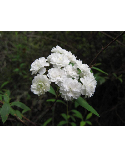 Спірея кантонська Ланцеолата | Spiraea Cantoniensis Lanceolata | Спирея кантонская Ланцеолата