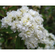 Спірея кантонська Ланцеолата | Spiraea Cantoniensis Lanceolata | Спирея кантонская Ланцеолата