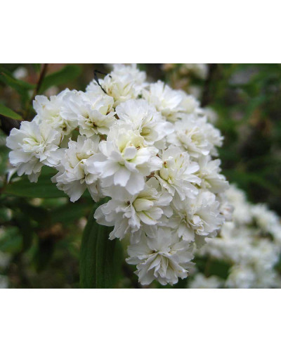Спірея кантонська Ланцеолата | Spiraea Cantoniensis Lanceolata | Спирея кантонская Ланцеолата