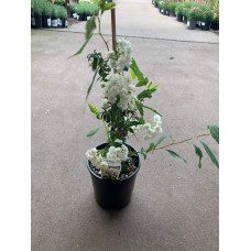 Спірея кантонська Ланцеолата | Spiraea Cantoniensis Lanceolata | Спирея кантонская Ланцеолата