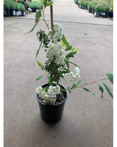 Спірея кантонська Ланцеолата | Spiraea Cantoniensis Lanceolata | Спирея кантонская Ланцеолата