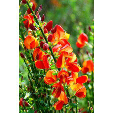 Рокитник Лена | Ракитник Лена | Cytisus Lena