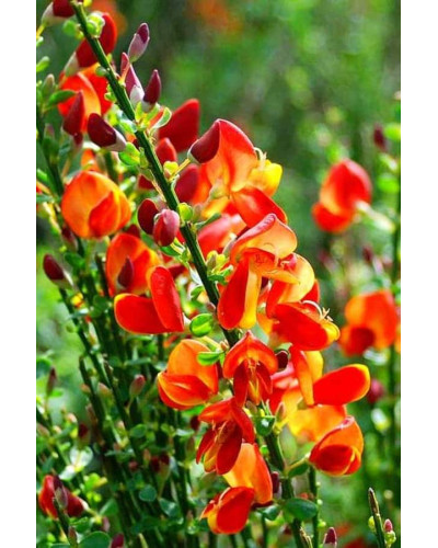 Рокитник Лена | Ракитник Лена | Cytisus Lena