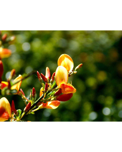 Рокитник Лена | Ракитник Лена | Cytisus Lena