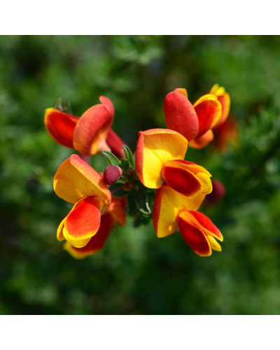 Рокитник Лена | Ракитник Лена | Cytisus Lena