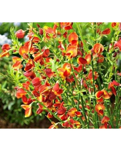 Рокитник Лена | Ракитник Лена | Cytisus Lena