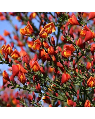 Рокитник Лена | Ракитник Лена | Cytisus Lena