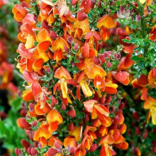 Рокитник Лена | Ракитник Лена | Cytisus Lena