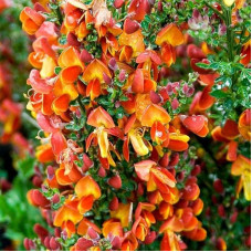 Рокитник Лена | Ракитник Лена | Cytisus Lena