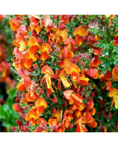 Рокитник Лена | Ракитник Лена | Cytisus Lena