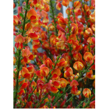 Рокитник Лена | Ракитник Лена | Cytisus Lena