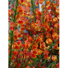 Рокитник Лена | Ракитник Лена | Cytisus Lena