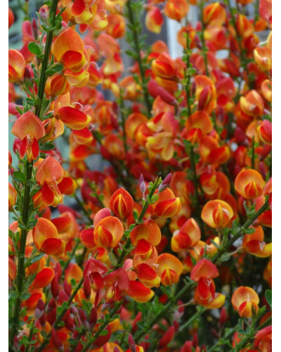 Рокитник Лена | Ракитник Лена | Cytisus Lena