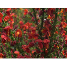 Рокитник Лена | Ракитник Лена | Cytisus Lena