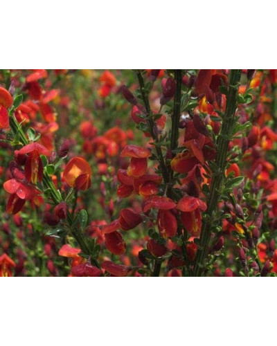 Рокитник Лена | Ракитник Лена | Cytisus Lena
