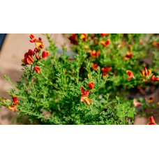 Рокитник Лена | Ракитник Лена | Cytisus Lena