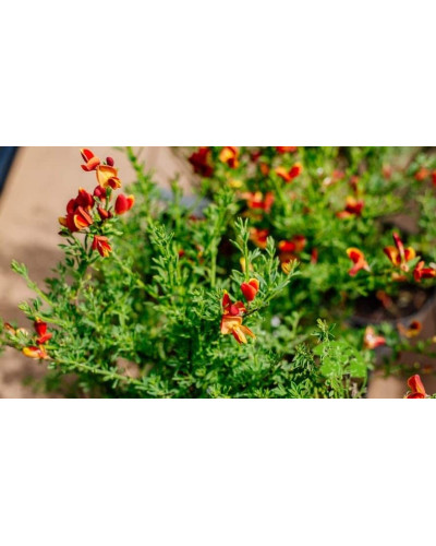 Рокитник Лена | Ракитник Лена | Cytisus Lena