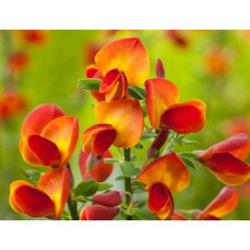Рокитник Лена | Ракитник Лена | Cytisus Lena