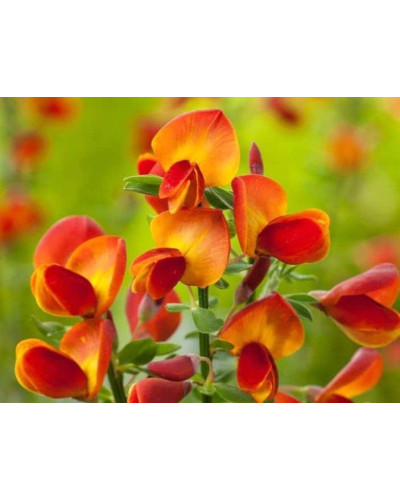 Рокитник Лена | Ракитник Лена | Cytisus Lena