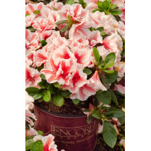 Рододендрон/Азалія Старберст | Рододендрон/Азалия Старберст | Rhododendron (AJ) Encore®Starburst