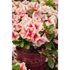 Рододендрон/Азалія Старберст | Рододендрон/Азалия Старберст | Rhododendron (AJ) Encore®Starburst